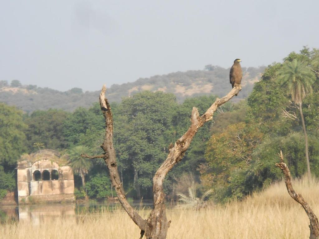 Green View Bed and Breakfast Sawai Madhopur Exterior foto