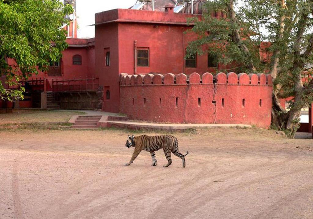 Green View Bed and Breakfast Sawai Madhopur Exterior foto